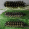 melit phoebe larva6after volg1